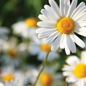 Meet your Posher, Alexandria